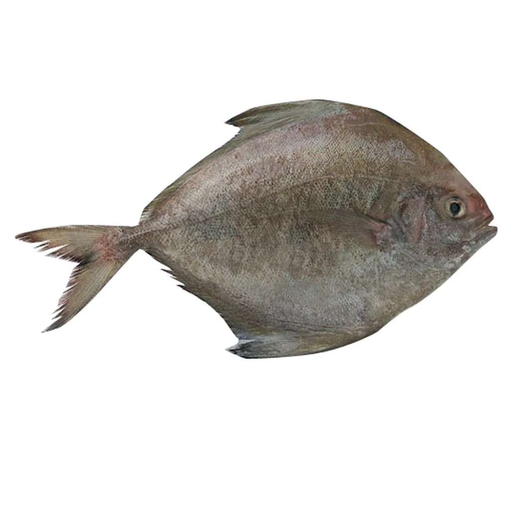 Ikan-Bawal-Hitam-1