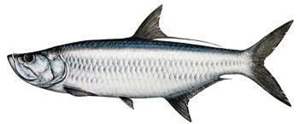 ikan-bulan-bulan
