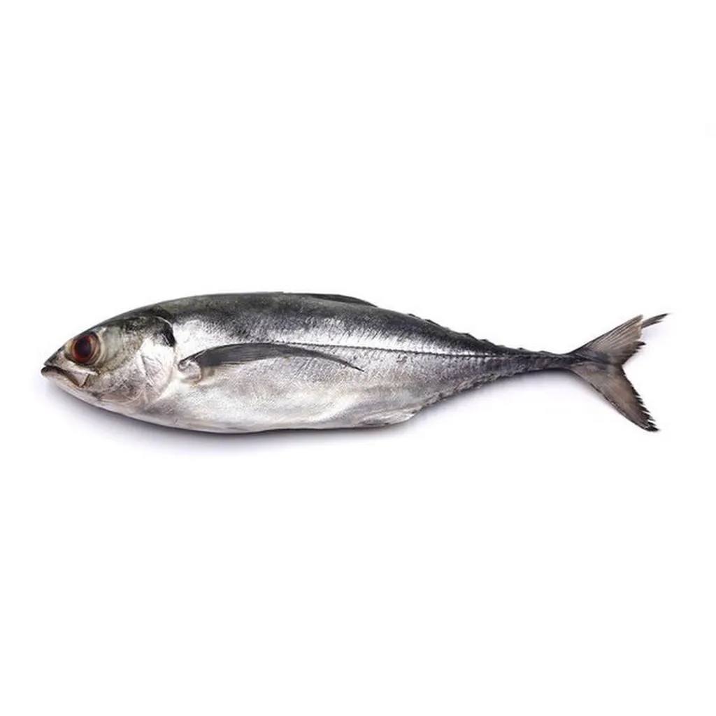 60.IKANCENCARU_1KG_1200x