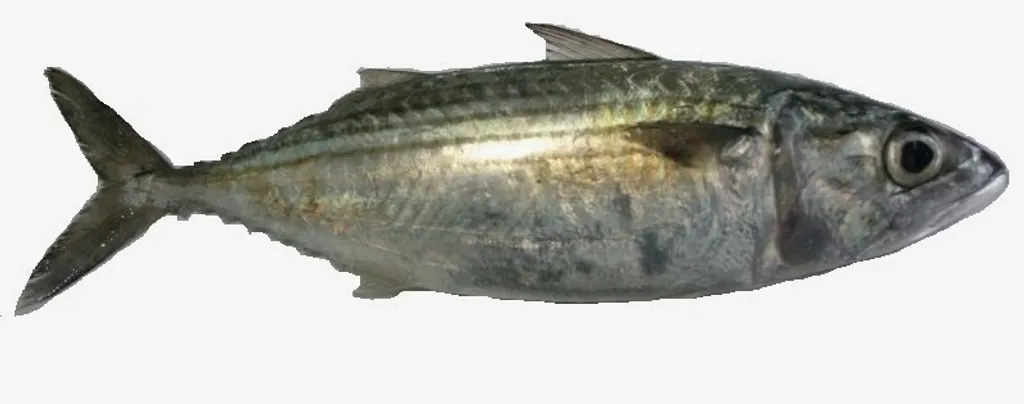 mambong.jpg