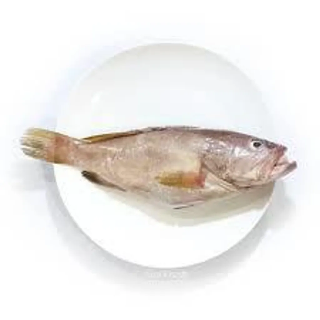 kerapu minyak.jpg
