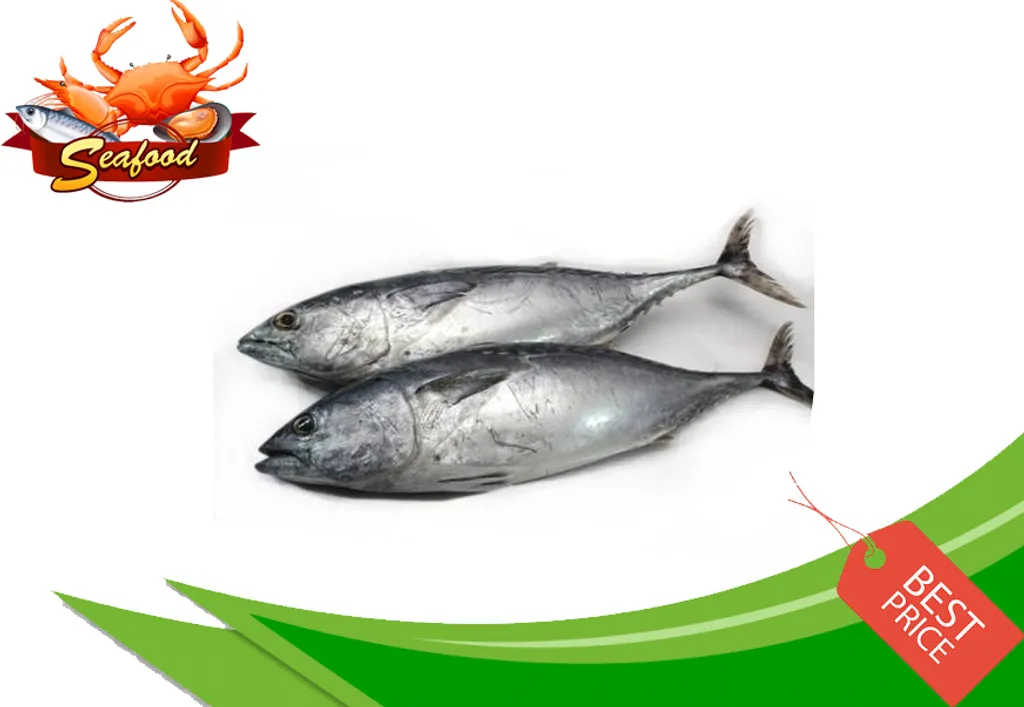 Ikan Tongkol.jpg