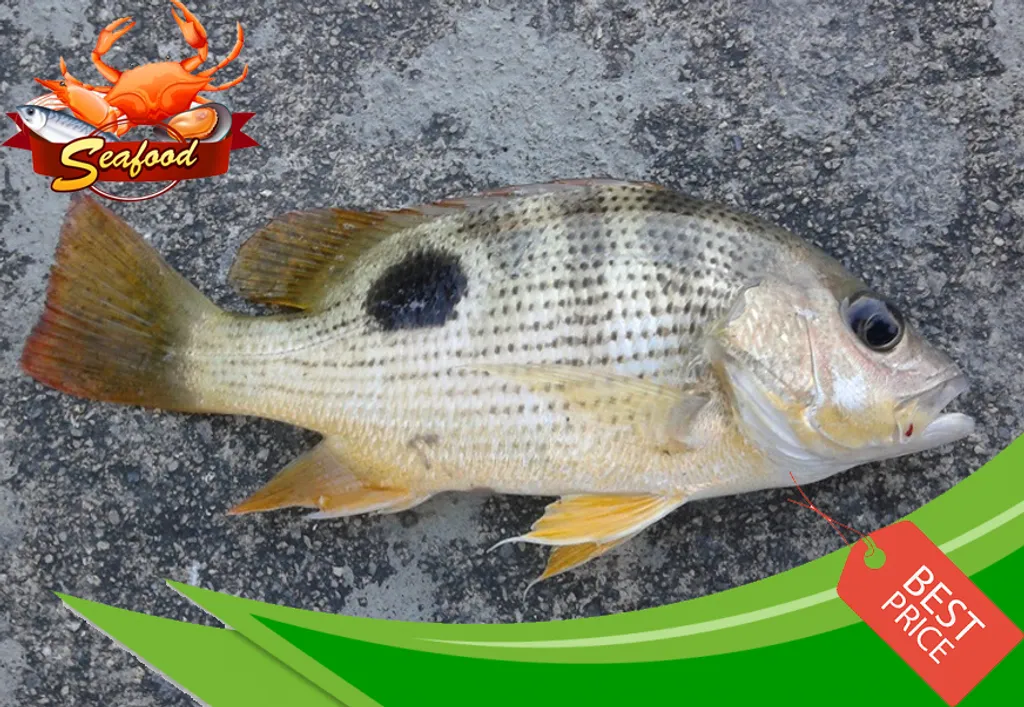 Ikan Tanda.jpg