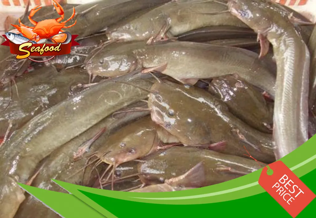 Ikan Sembilang.jpg