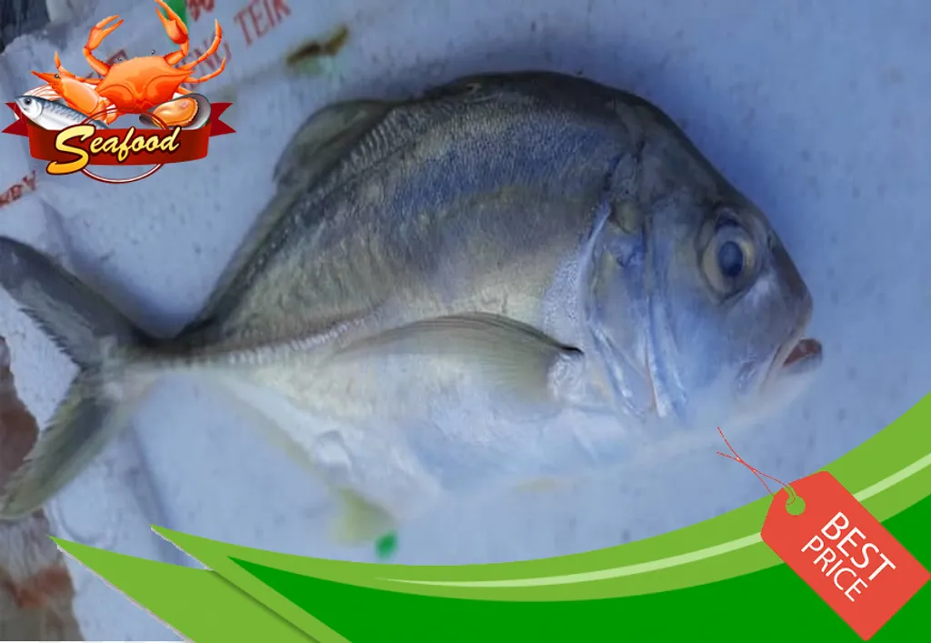 Ikan Bawal Cermin.jpg