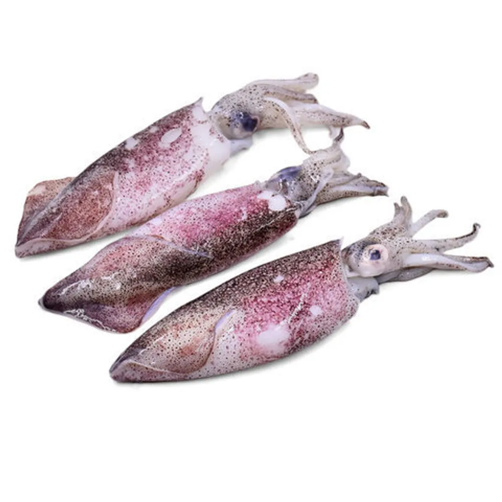 Sotong.jpeg