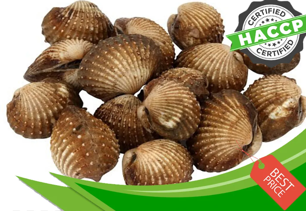 Kerang.jpg