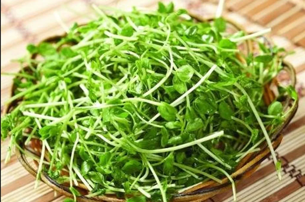 Front - Pea sprouts.png