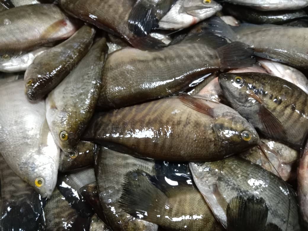 Harga ikan siakap 1kg