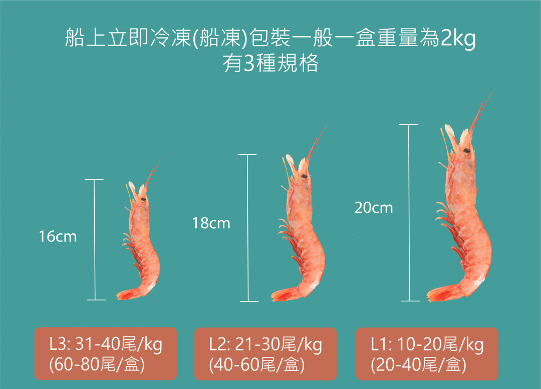 Argentine-red-shrimp-size-scaling-M-res-for-Web-1080x833.png