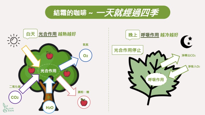 美妙山咖啡禮盒12