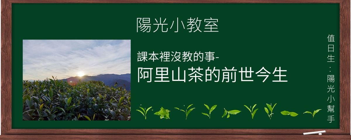 陽光小教室｜聞名全球的阿里山茶前世今生