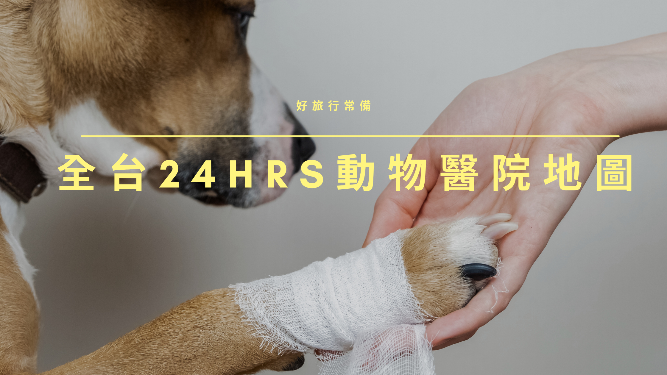 狗狗出事別慌張! 2025全台24小時動物醫院地圖上線！