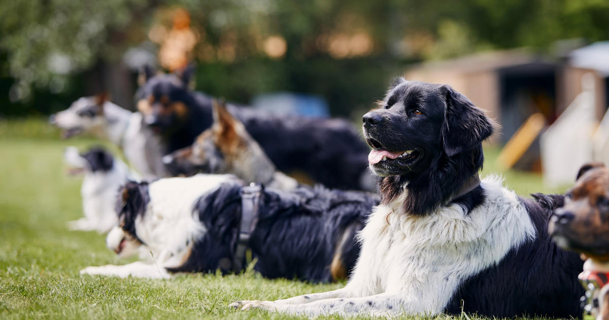老大論真的對嗎？從研究到現代犬隻行為科學的完整整理