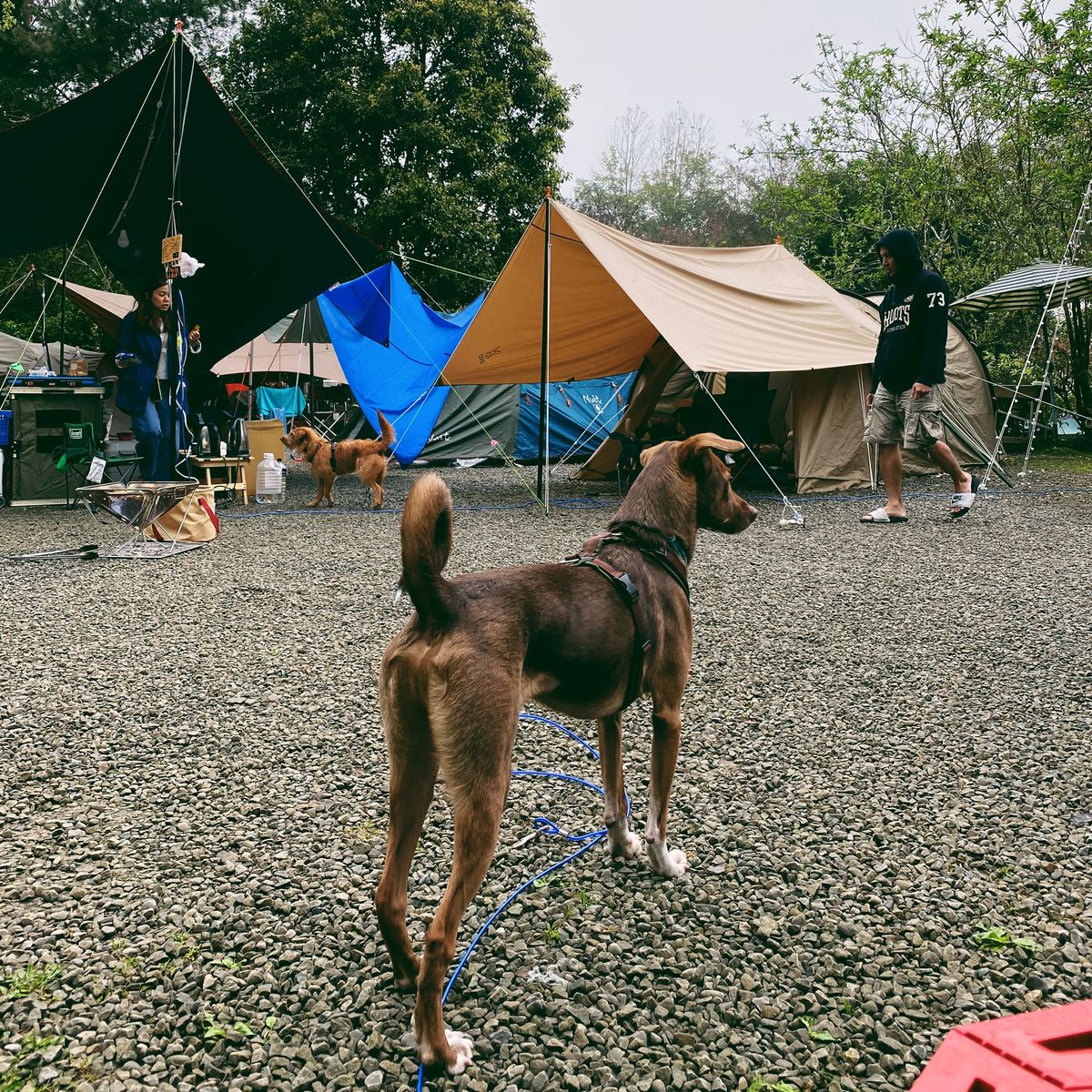 【好旅行學習筆記】 露營特集｜ 露營時狗狗一直罵不聽？到底怎麼辦