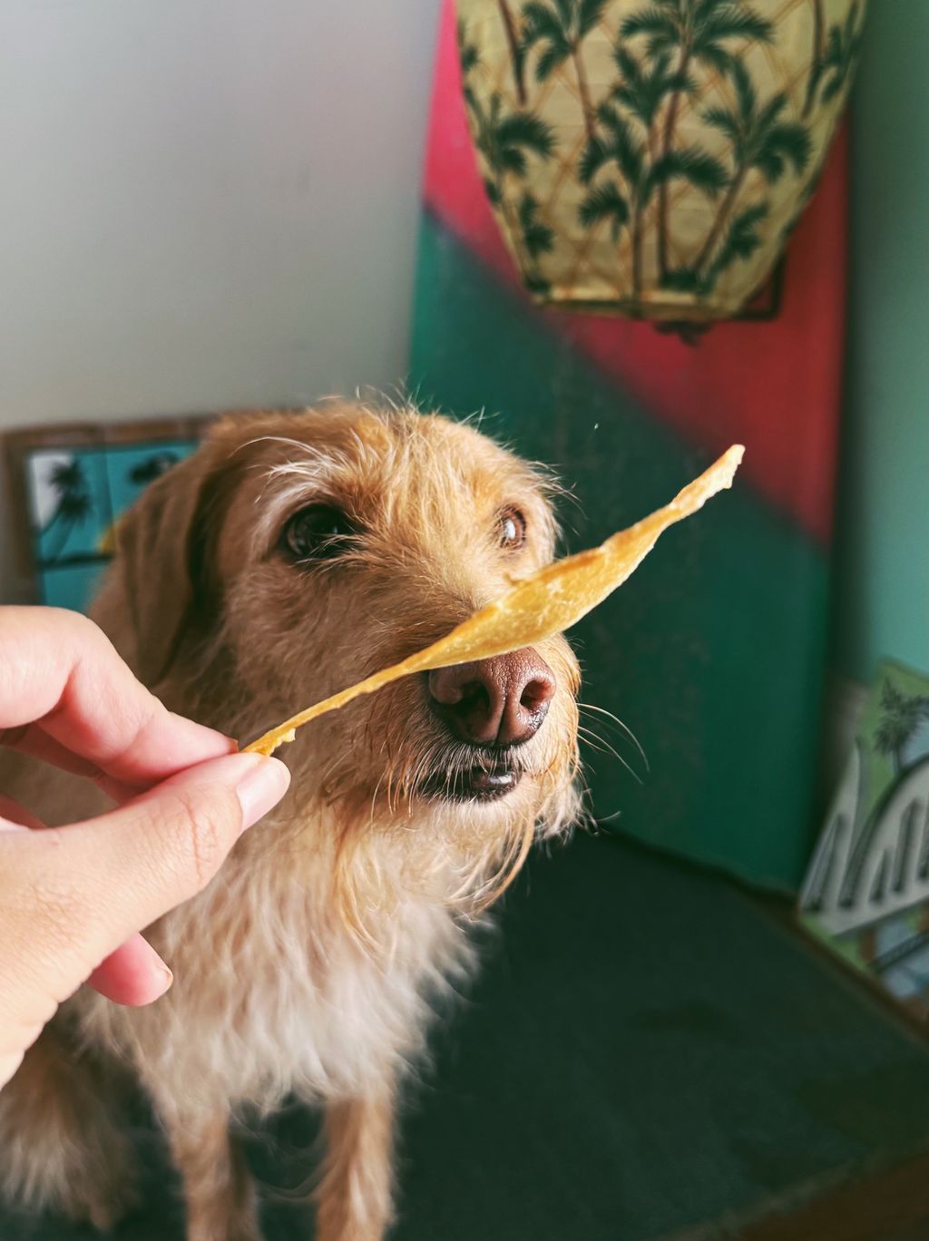 chicken with dog