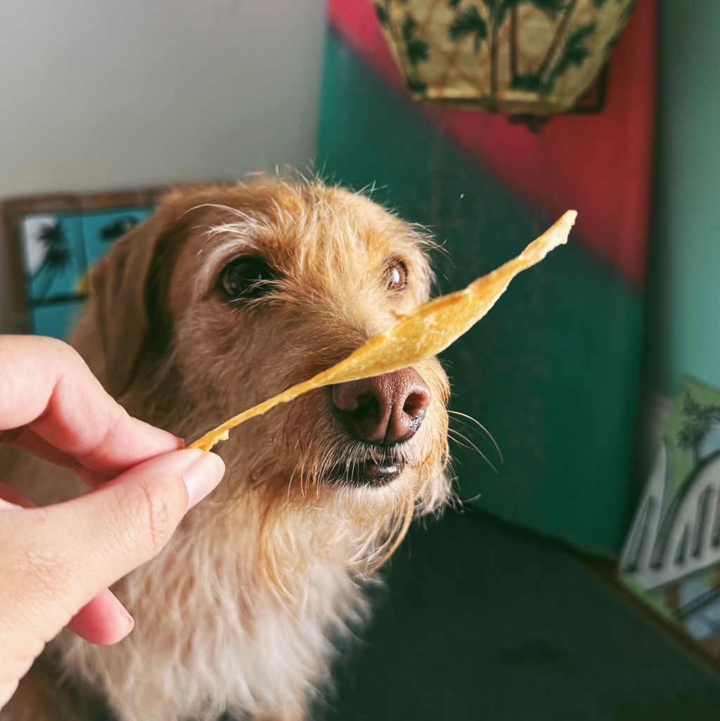chicken with dog