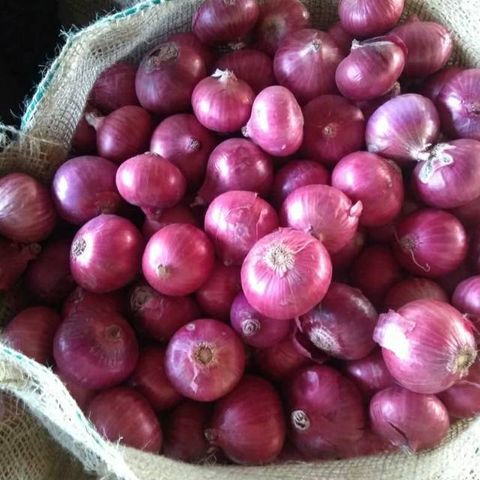 bawang-merah-india