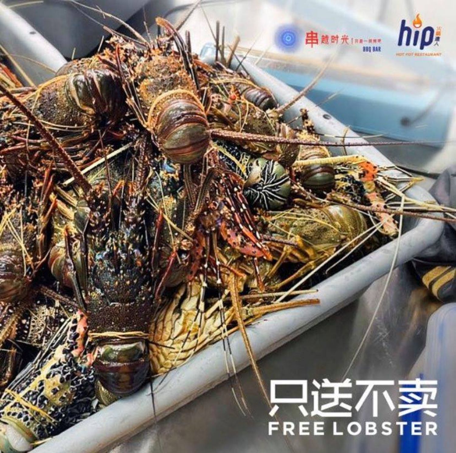 HIP DELIVERY | Free Lobster