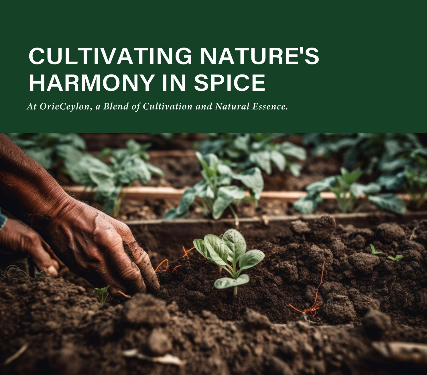 oriceylon-infusion-cinnamon-tea-07