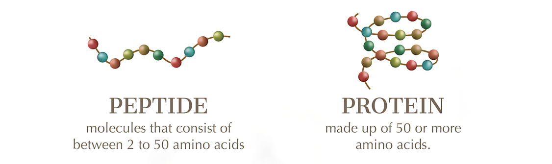peptide & protein.png