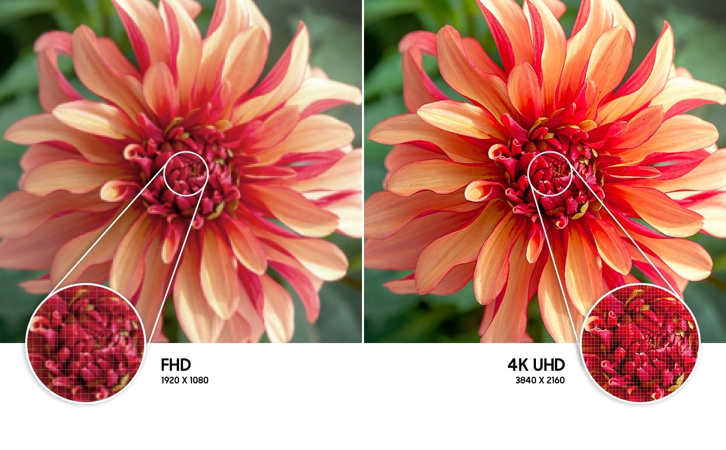 Description: The flower image on the right compared to the left shows higher quality picture resolution created by 4K UHD technology.
