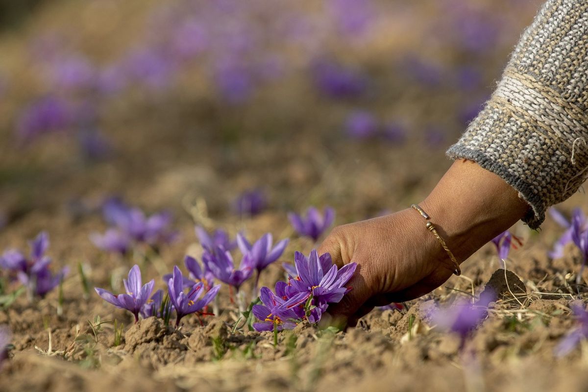 11 Impressive Health Benefits of Saffron