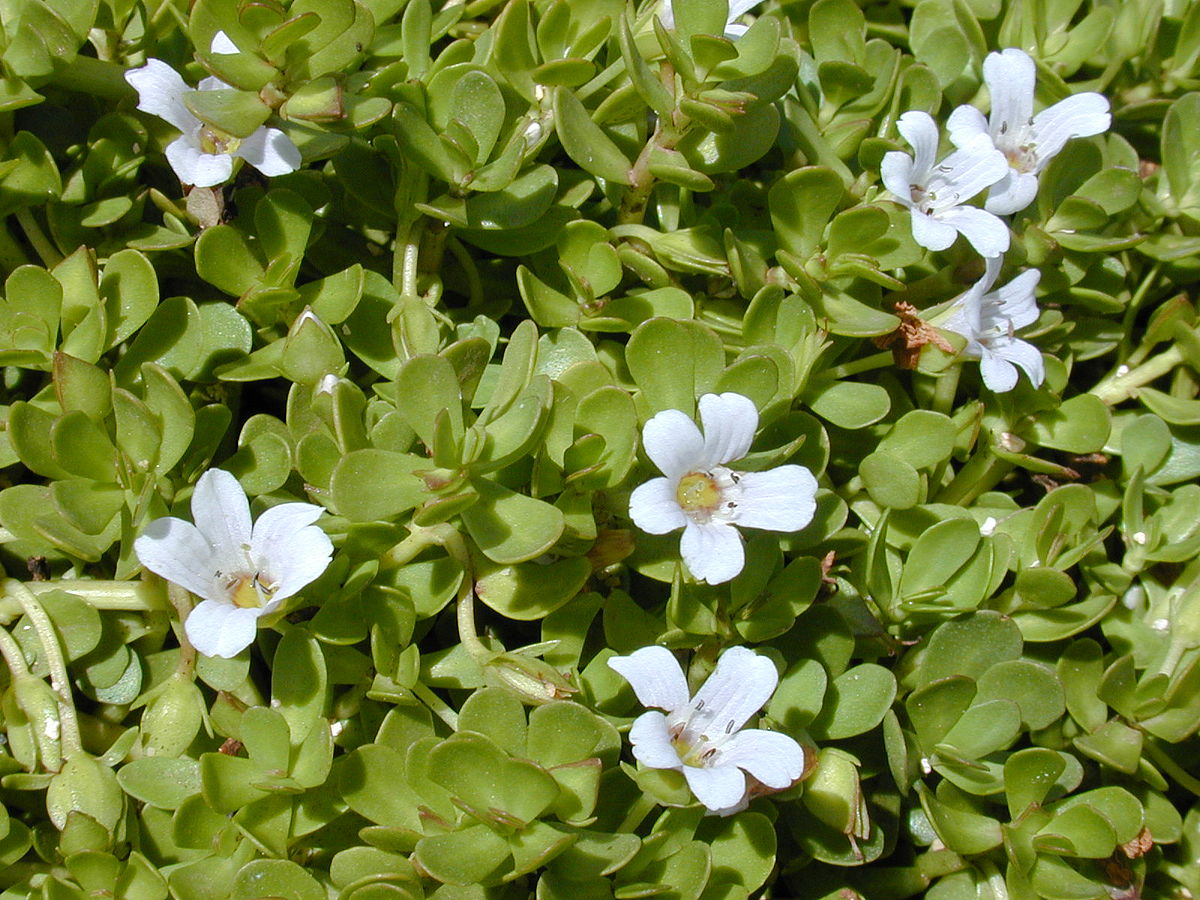1200px-Starr_010818-0007_Bacopa_monnieri.jpg