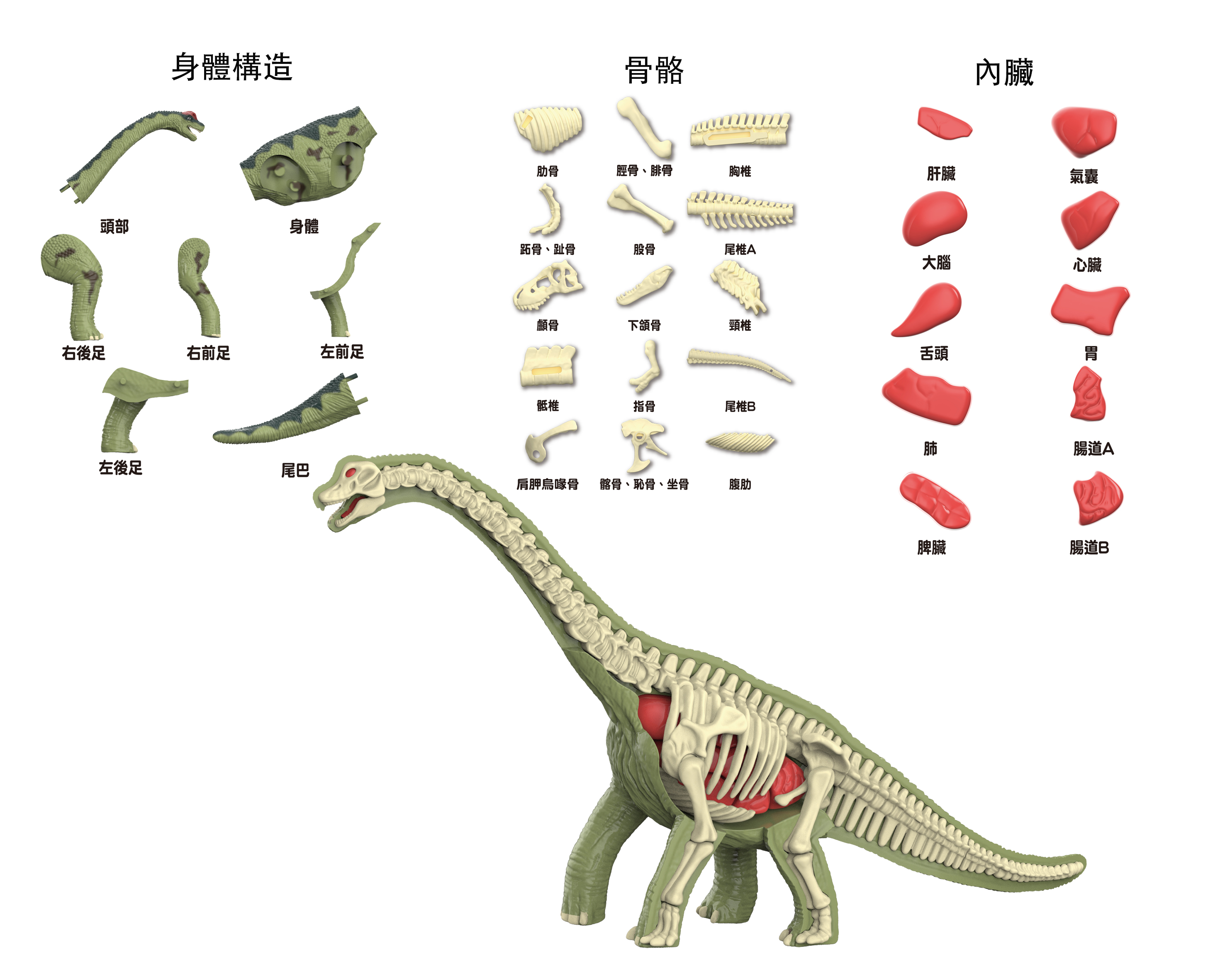 4711514112832-3D腕龍解剖模型-2