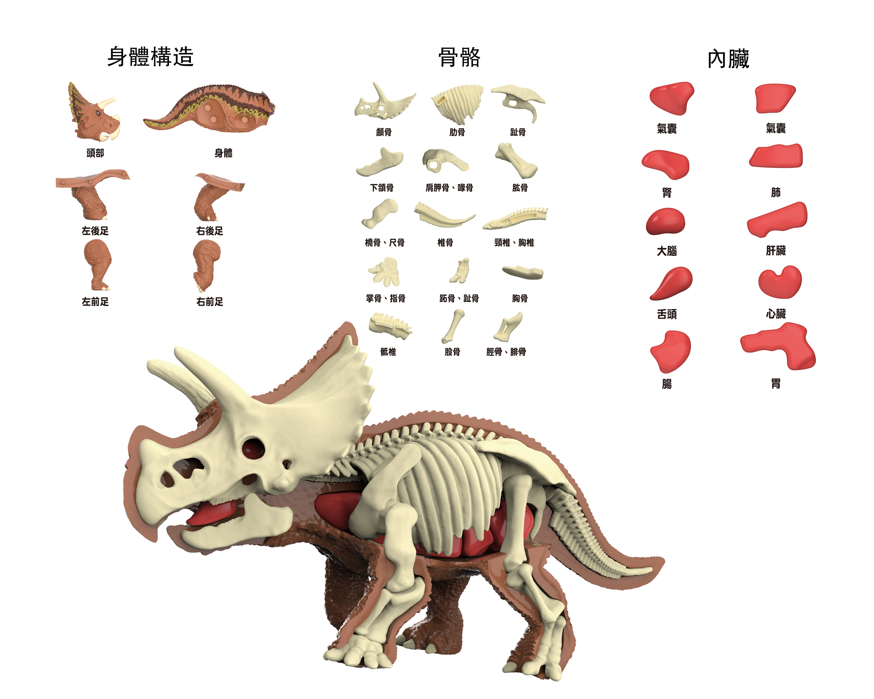 4711514112849-3D三角龍解剖模型-2
