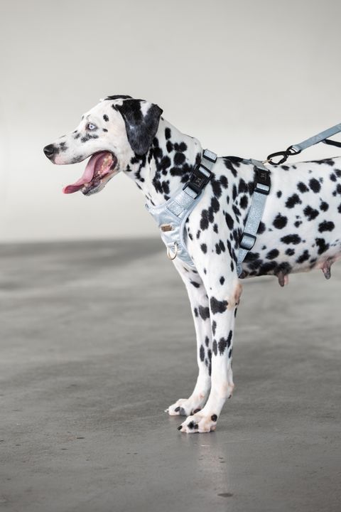 F3BC7AFB-D804-4787-9AF1-8BEBB6F3449C