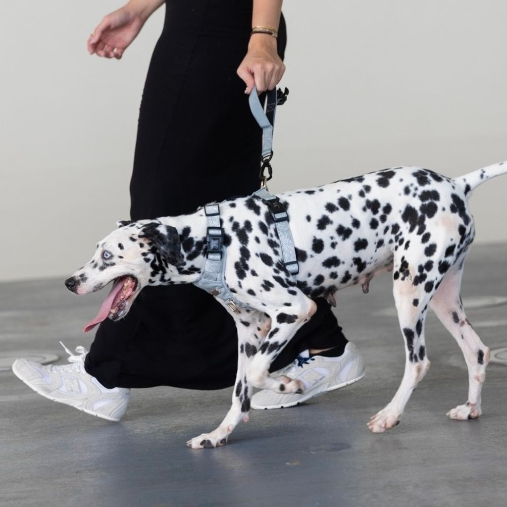 2CD805DC-11A4-4F8F-8883-1C5E4E36C233