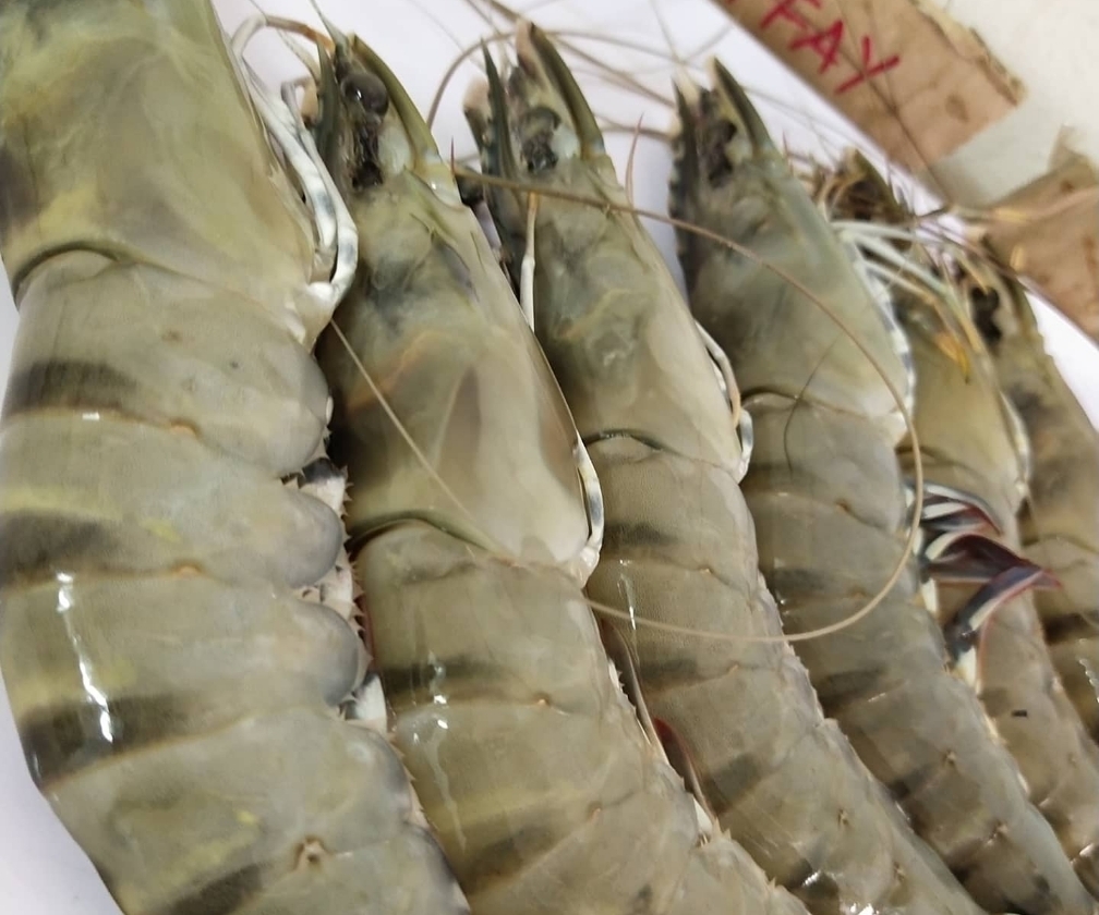 Udang Harimau Premium.jpg
