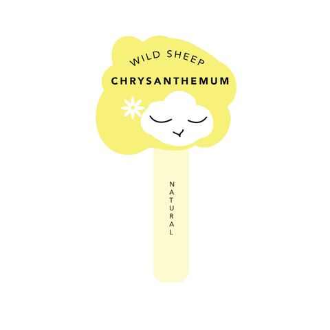 WSIC_CHRYSANTHEMUM_Chrysanthemum.jpg