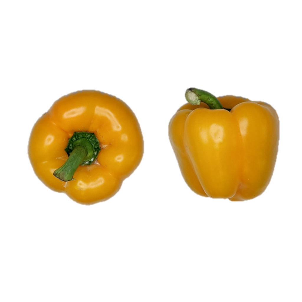 Capsicum Yellow.png
