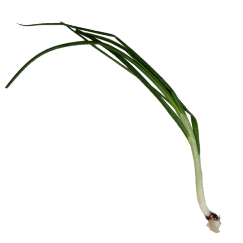 Spring Onion.png