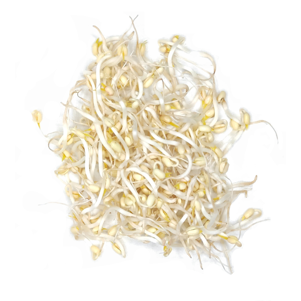Beansprout.png