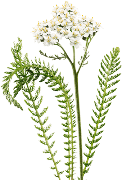 yarrow_illustration.png