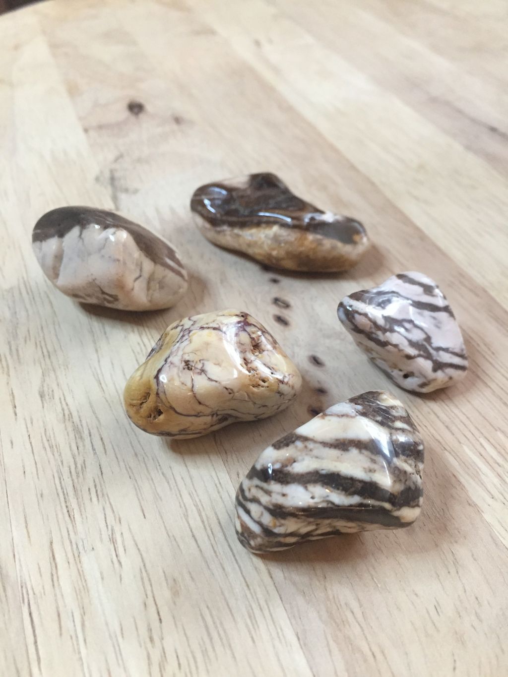 Zebra Jasper1.JPG