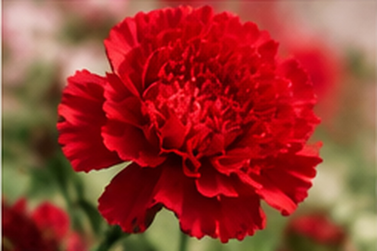 “[Month] birth flower - [Flower] meaning | Molly Florist Malaysia”