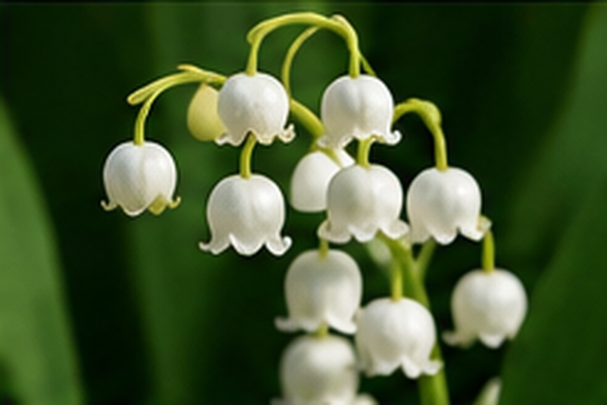 “[Month] birth flower - [Flower] meaning | Molly Florist Malaysia”