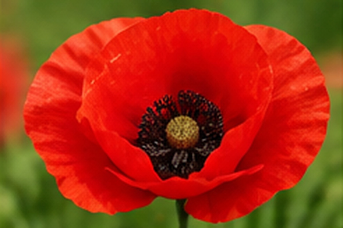 “[Month] birth flower - [Flower] meaning | Molly Florist Malaysia”