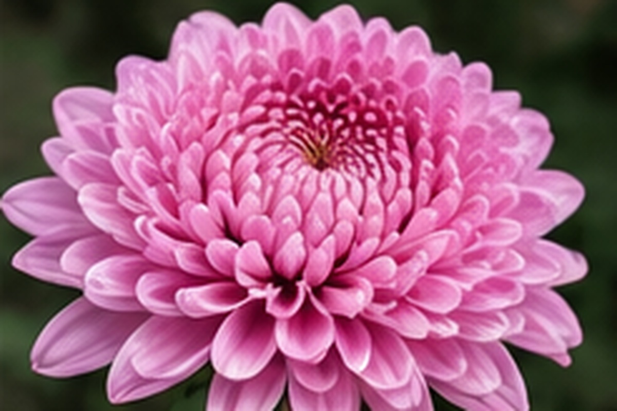 “[Month] birth flower - [Flower] meaning | Molly Florist Malaysia”