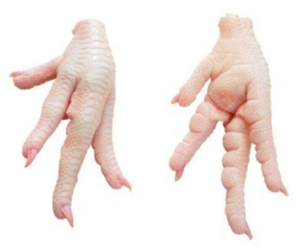 Куриная лапка