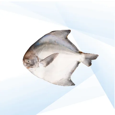 SF-49.png