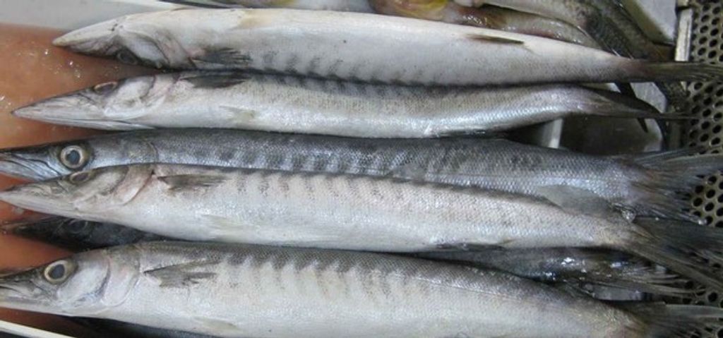 Resep Pempek Lenjer Ikan Kacang Kacang Alu Alu Yang Enak