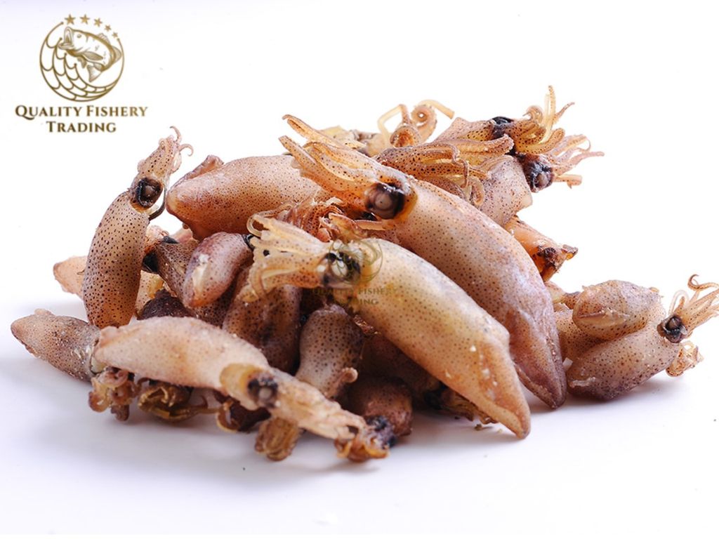 baby sotong.jpg