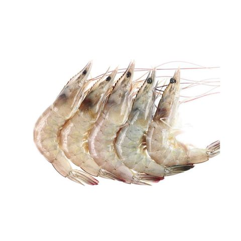 freshprawn.jpg