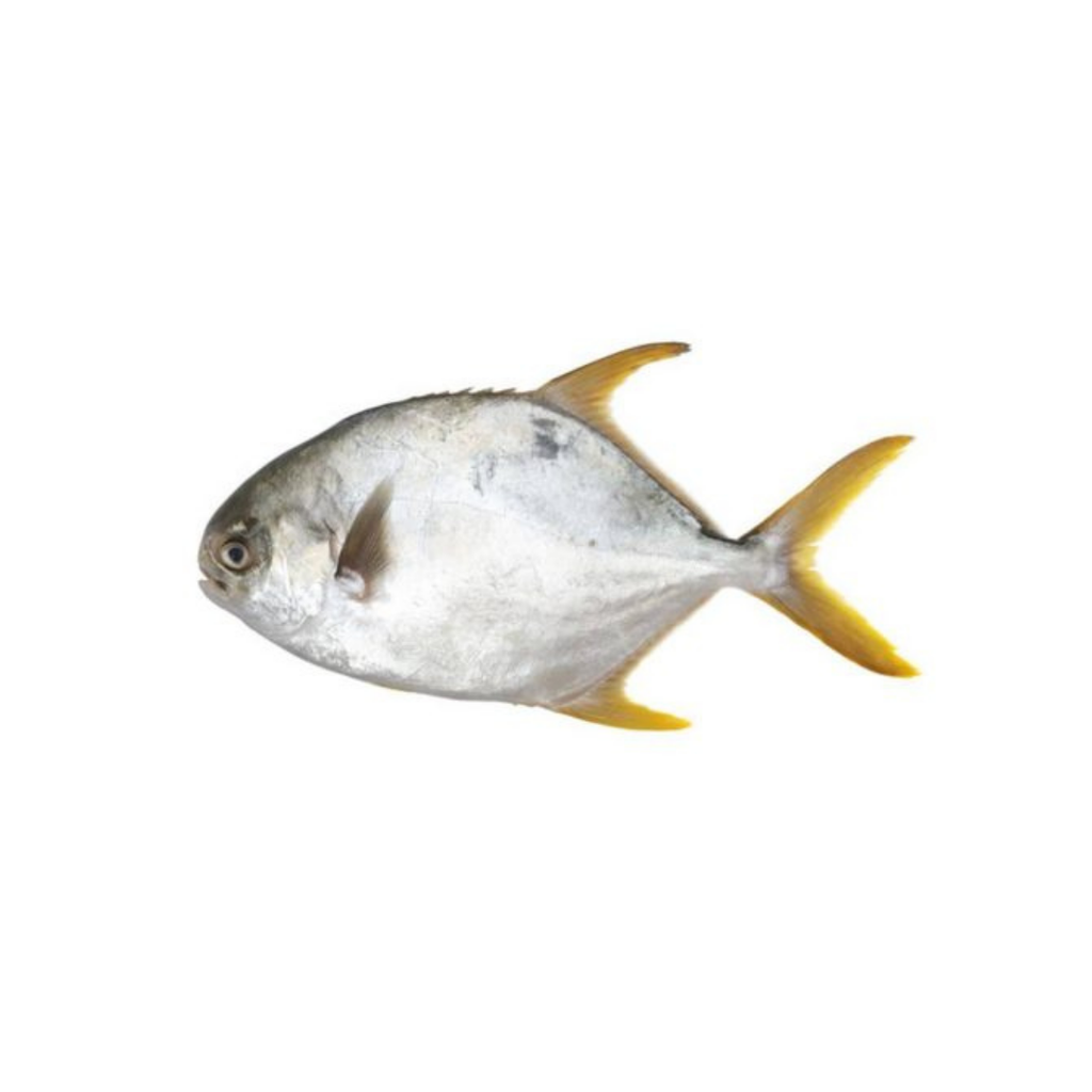 Silver Pomfret.png