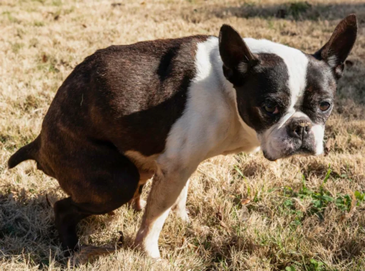 Coconut Oil for Dog Constipation